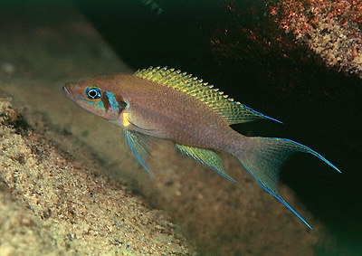 Neolamprologus pulcher 'Kambwimba'